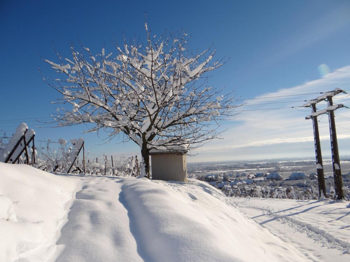 Appartement Au coeur des vignes à Bergheim Extérieur photo