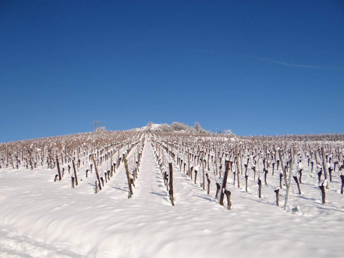Appartement Au coeur des vignes à Bergheim Extérieur photo