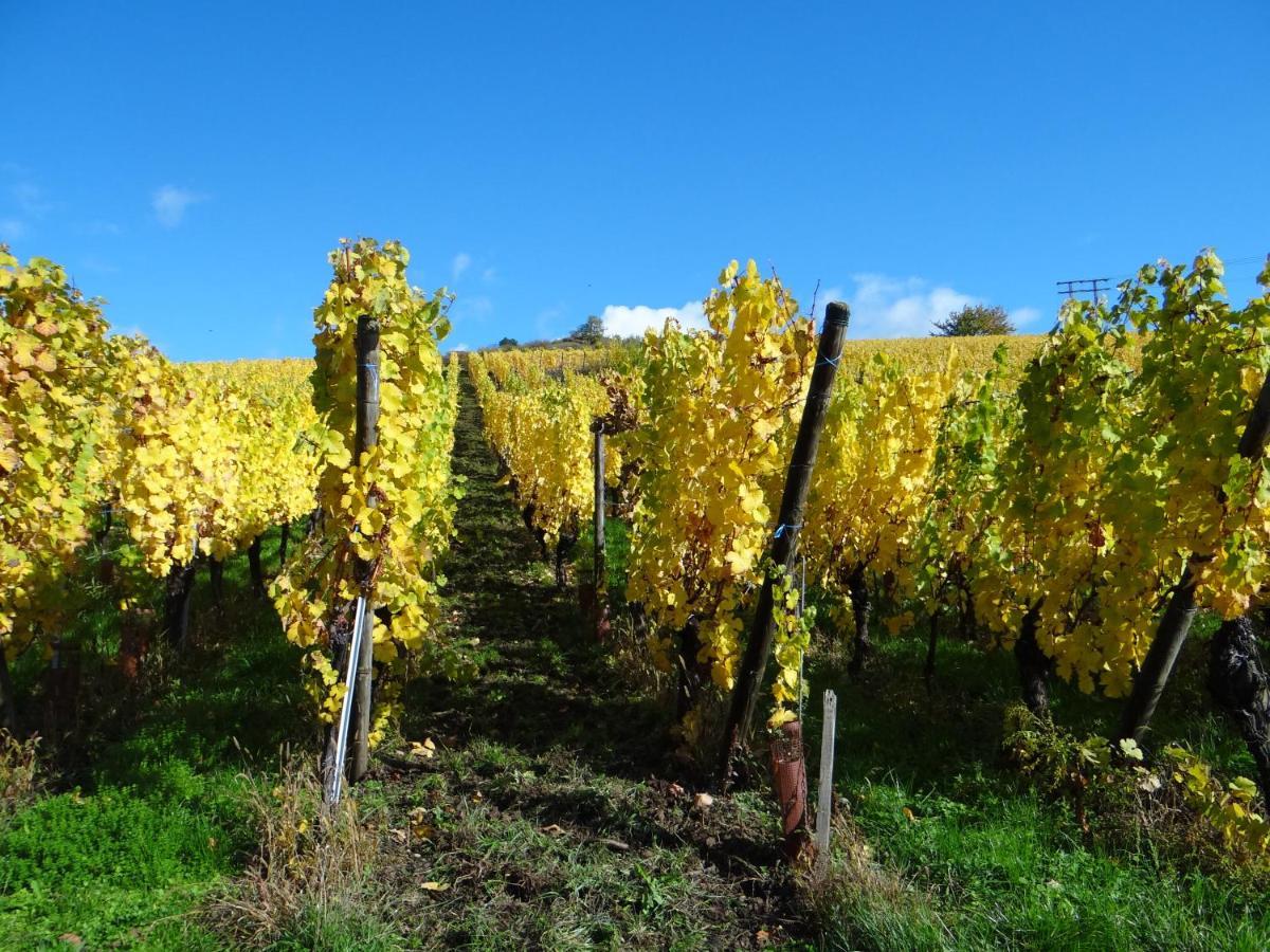 Appartement Au coeur des vignes à Bergheim Extérieur photo