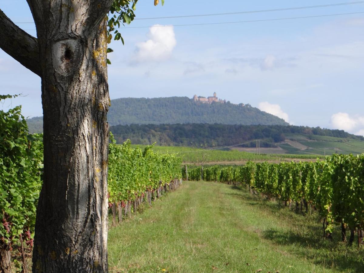 Appartement Au coeur des vignes à Bergheim Extérieur photo