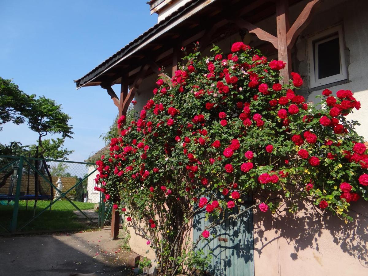 Appartement Au coeur des vignes à Bergheim Extérieur photo