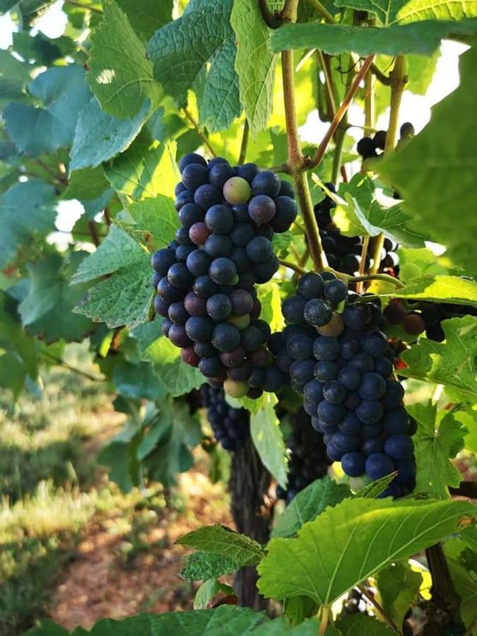 Appartement Au coeur des vignes à Bergheim Extérieur photo